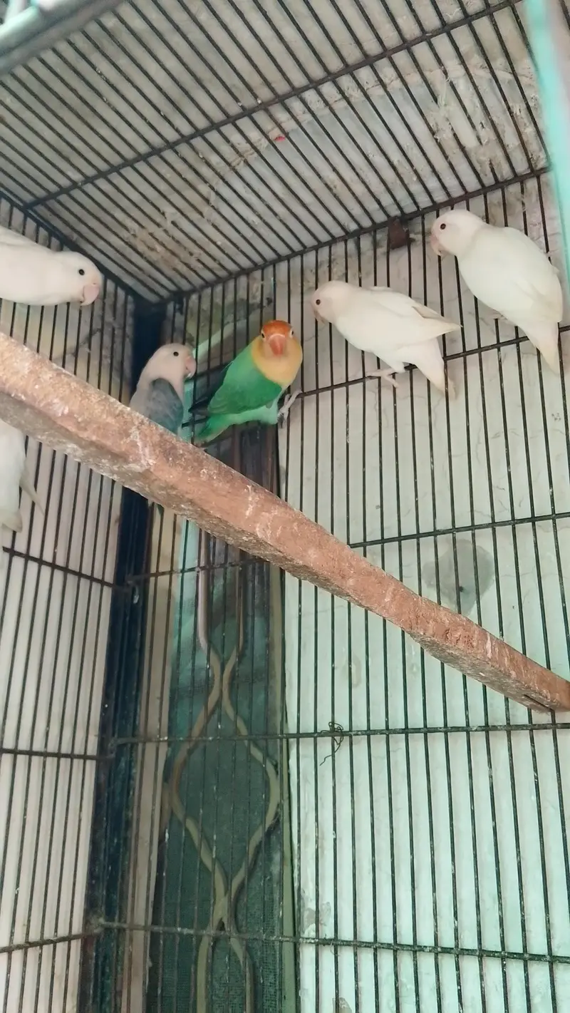 Cage or love bird — photo 8