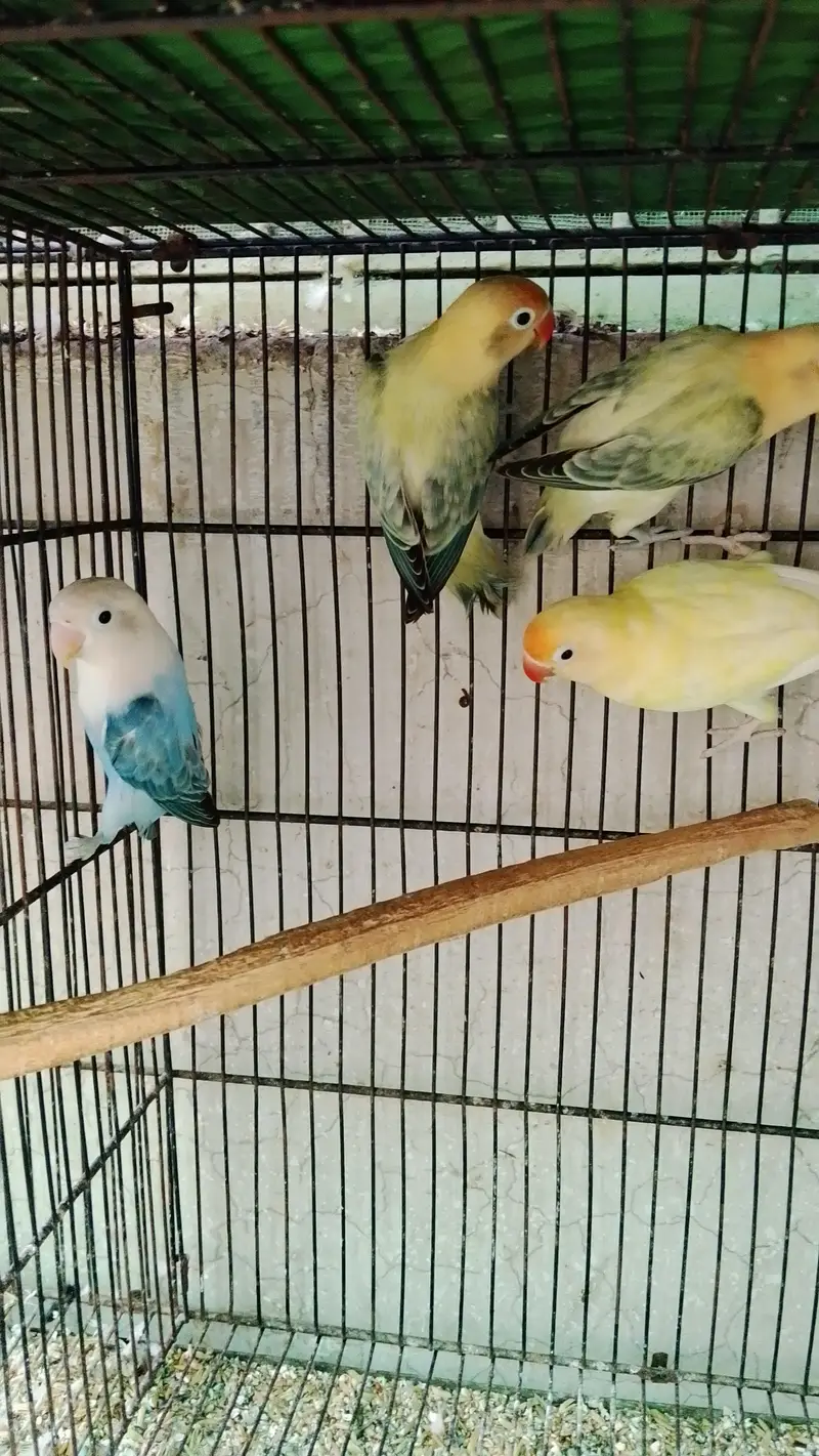 Cage or love bird — photo 9