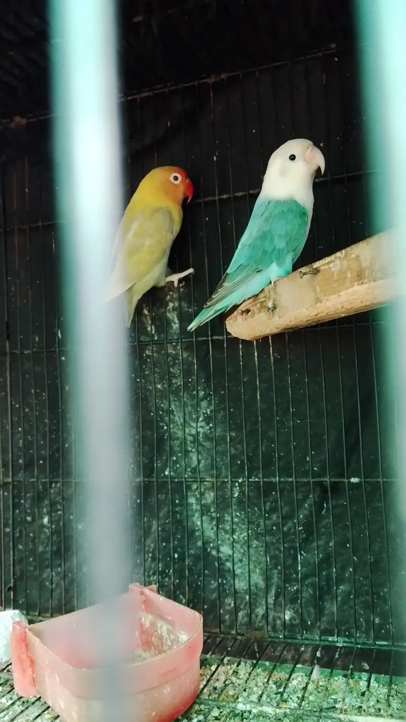 Cage or love bird — photo 10
