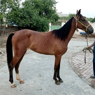 Brand wacheri