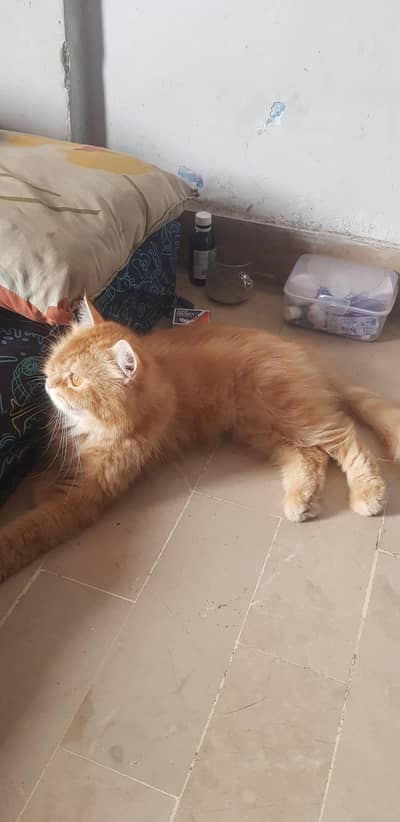 percian extreme punch ginger female cat for adoption