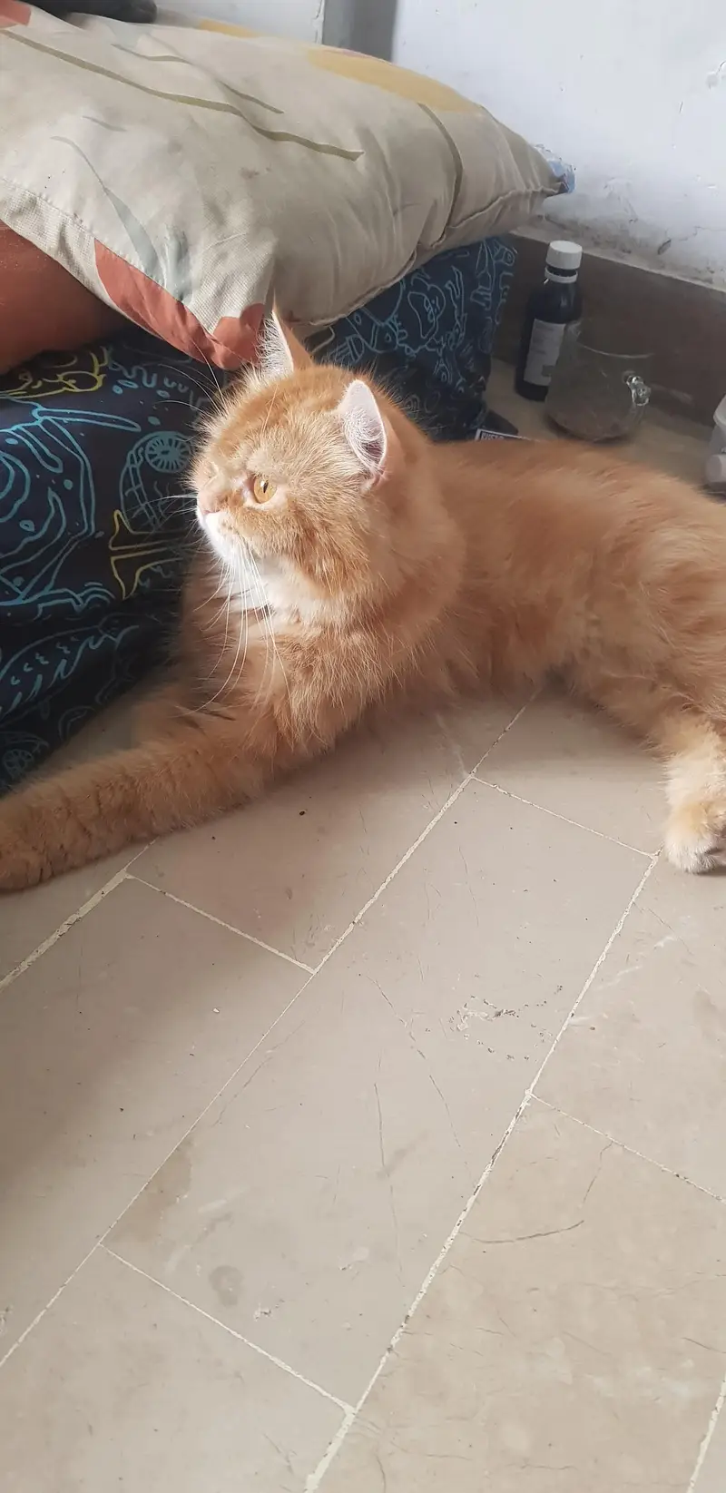 percian extreme punch ginger female cat for adoption — photo 2