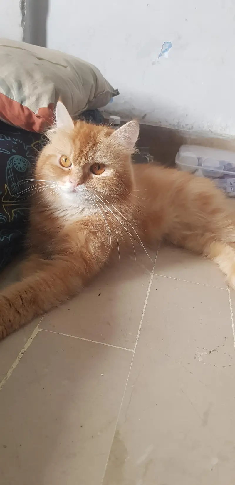 percian extreme punch ginger female cat for adoption — photo 3