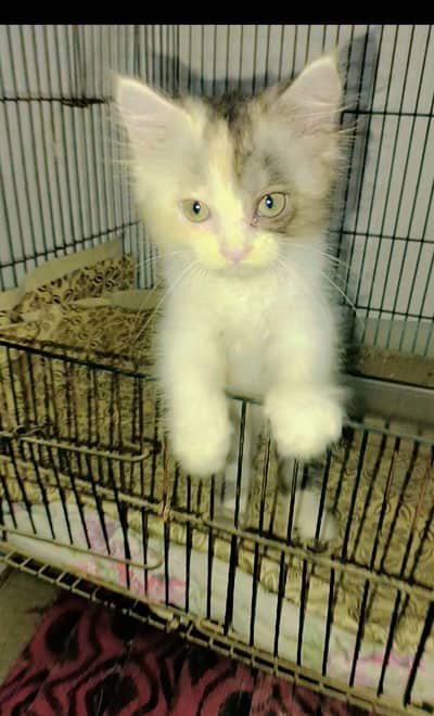 Persian Kitten for sell