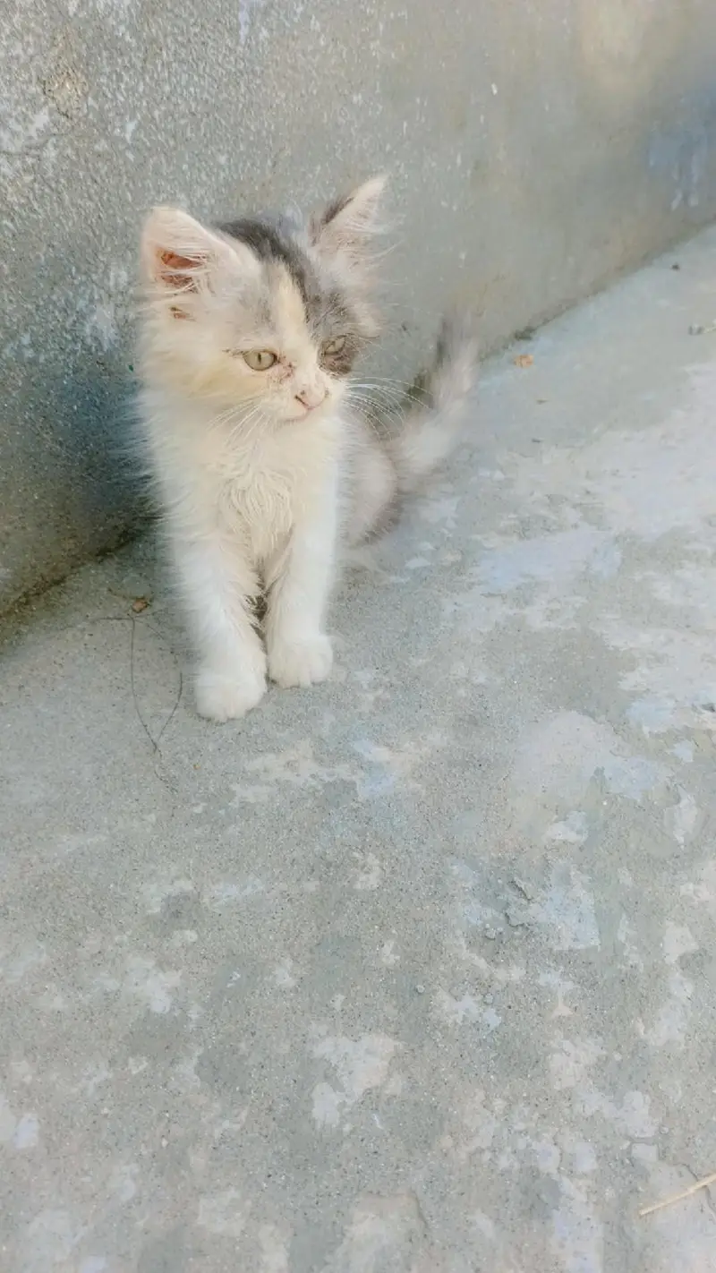 Persian Kitten for sell — photo 2