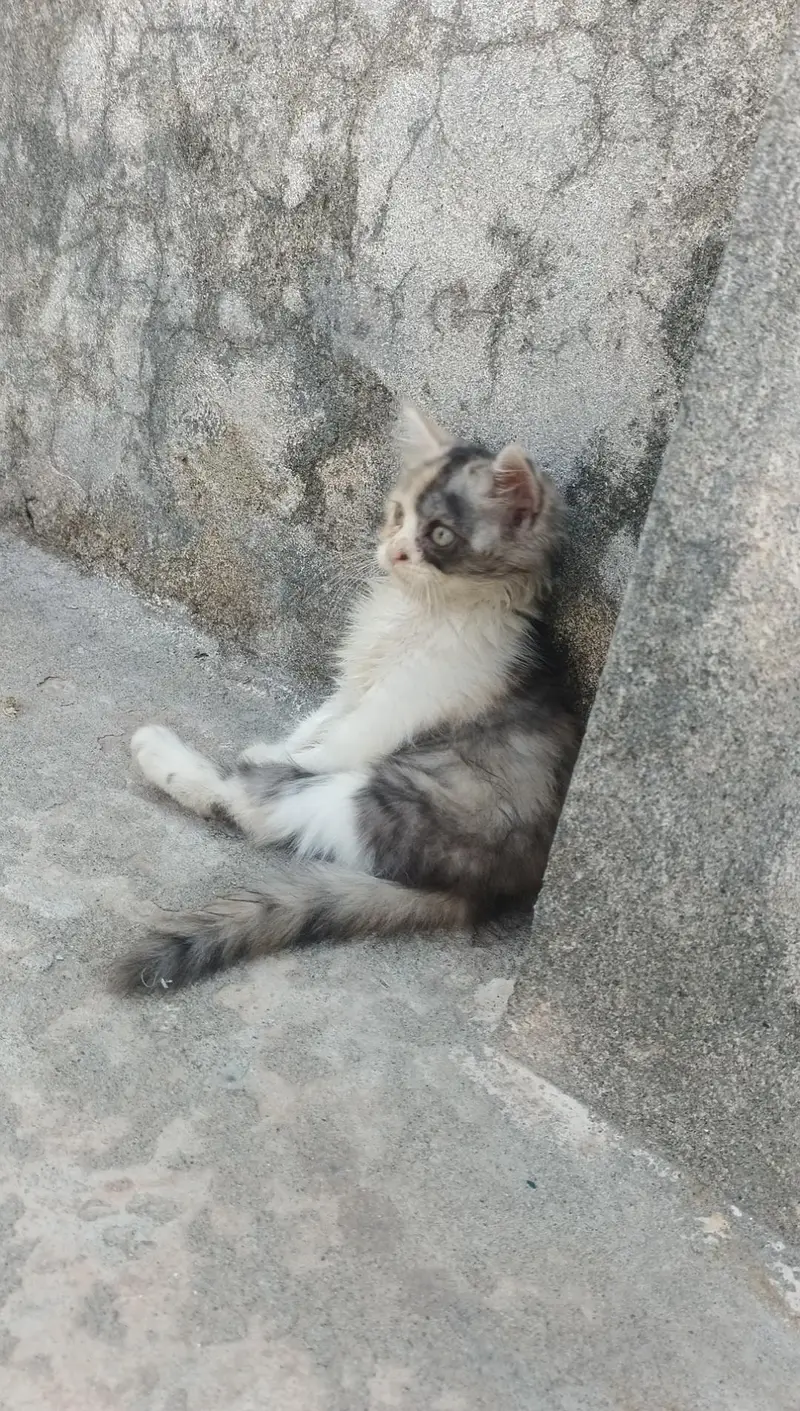 Persian Kitten for sell — photo 3