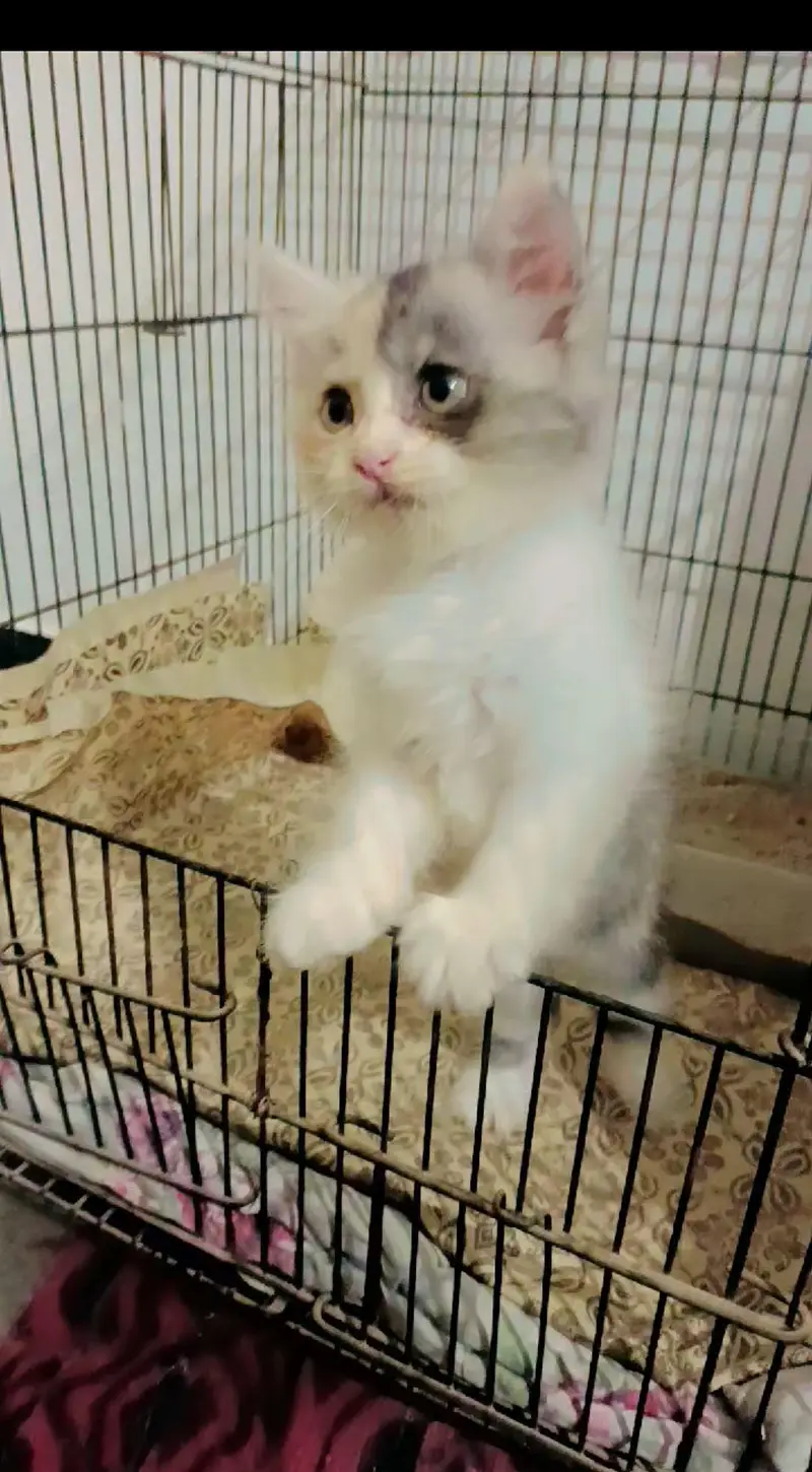 Persian Kitten for sell — photo 4