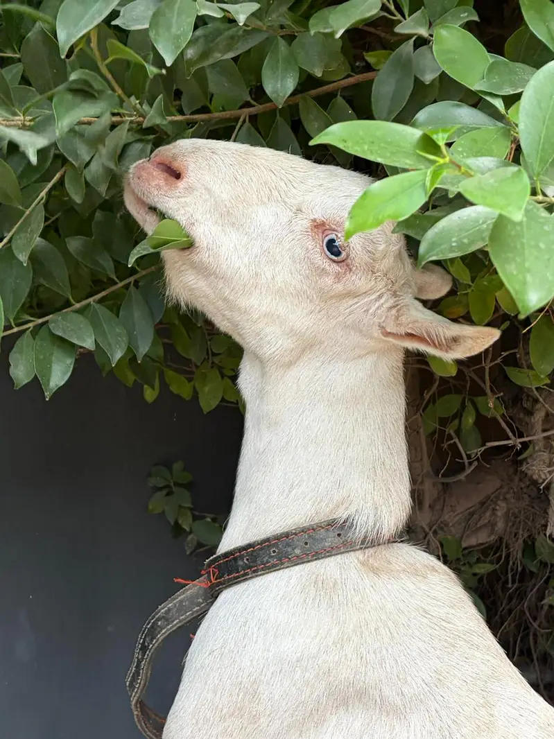Barbari Teddy | Male Goat | Gaban Goat 03234367769 — photo 2