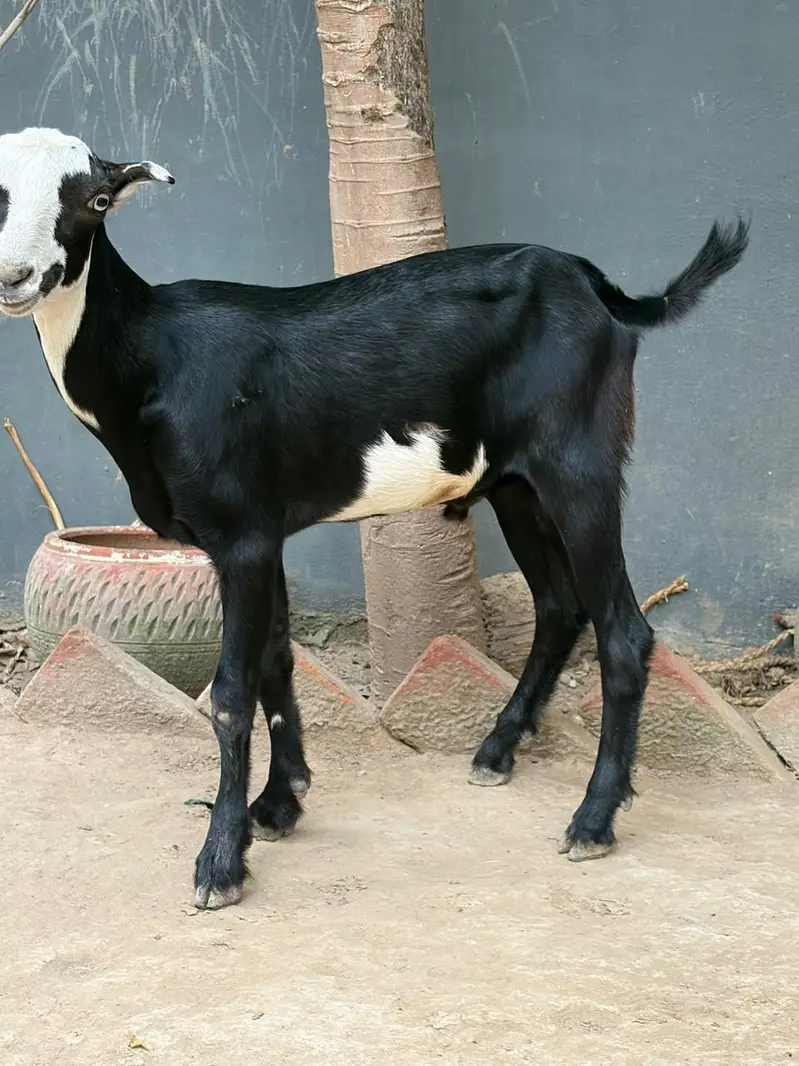 Barbari Teddy | Male Goat | Gaban Goat 03234367769 — photo 10