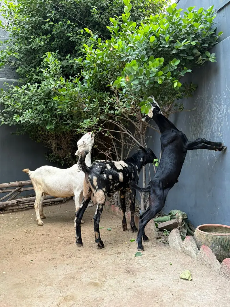 Barbari Teddy | Male Goat | Gaban Goat 03234367769 — photo 12