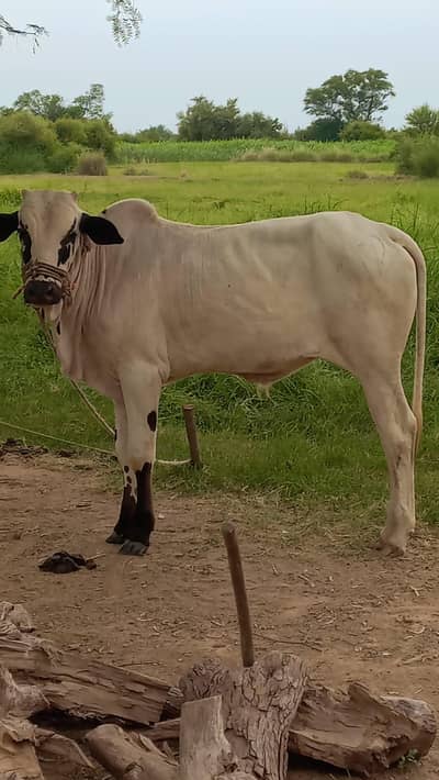 fatajangi bachra