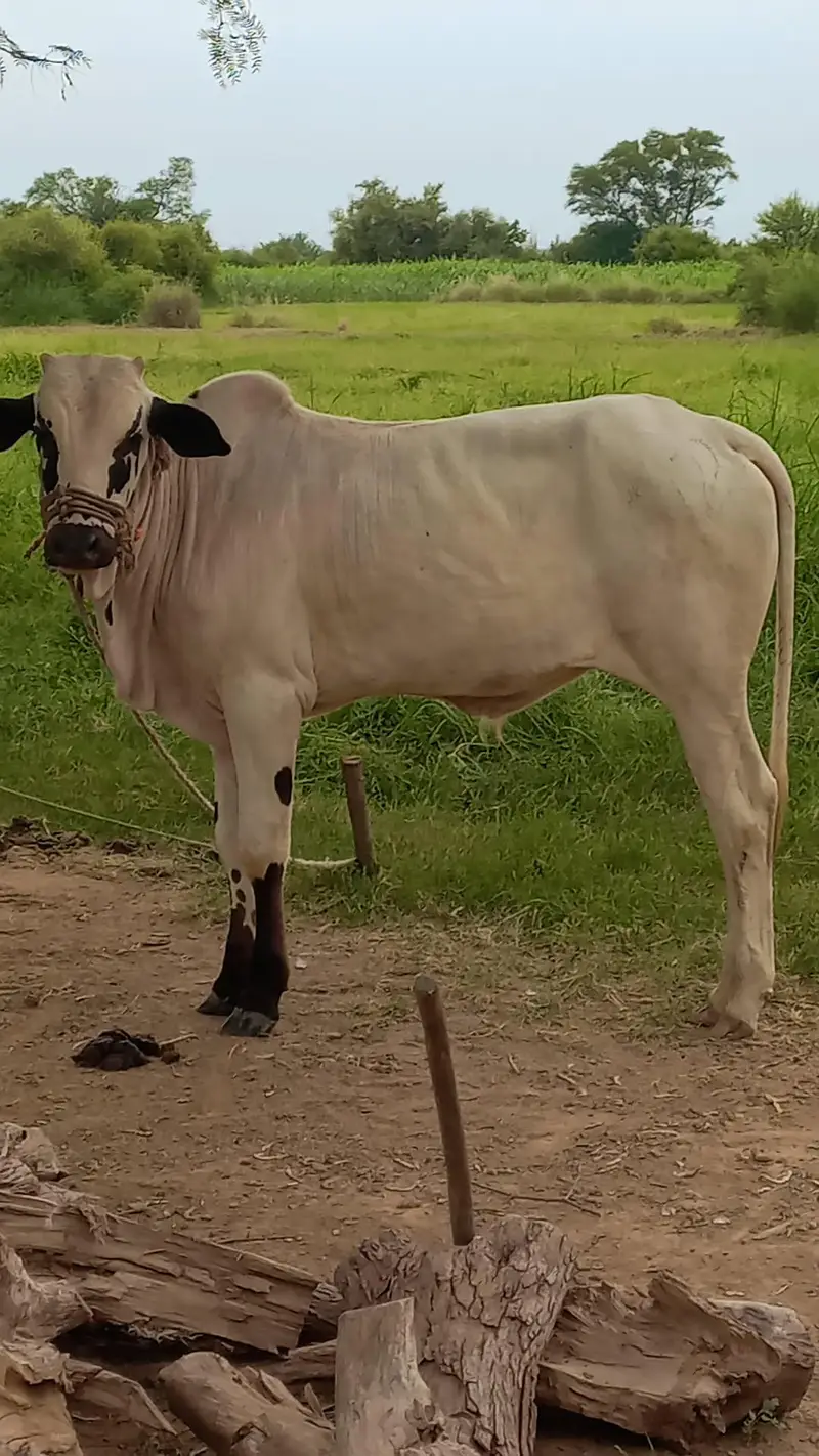 fatajangi bachra