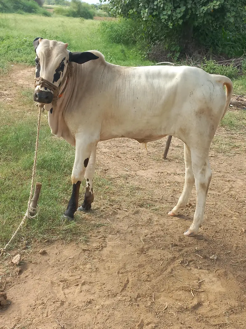 fatajangi bachra — photo 2
