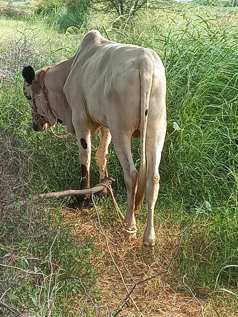 fatajangi bachra — photo 3