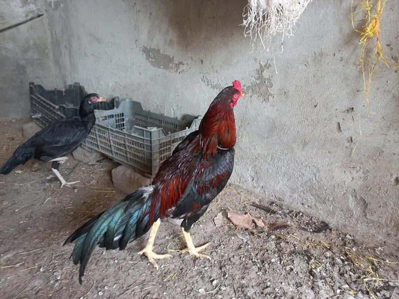 Aseel pure breed — photo 2