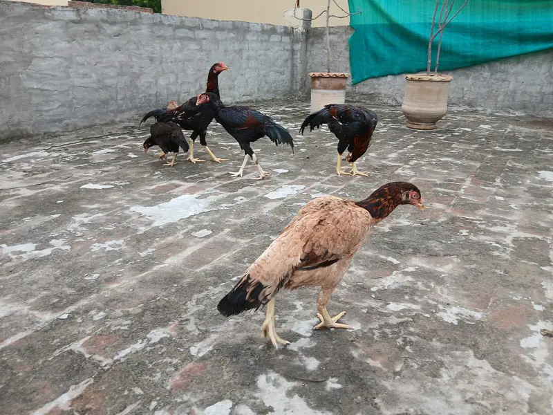 Aseel pure breed — photo 4