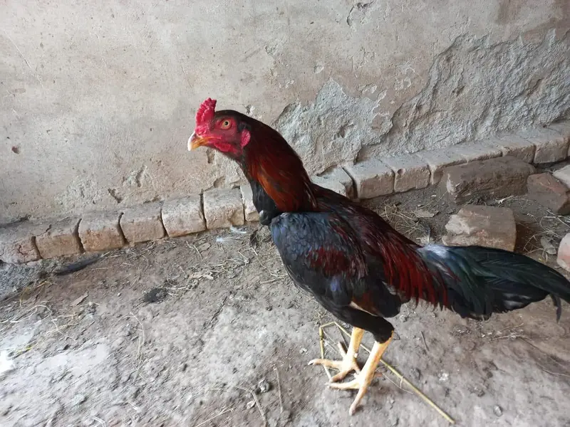 Aseel pure breed — photo 5