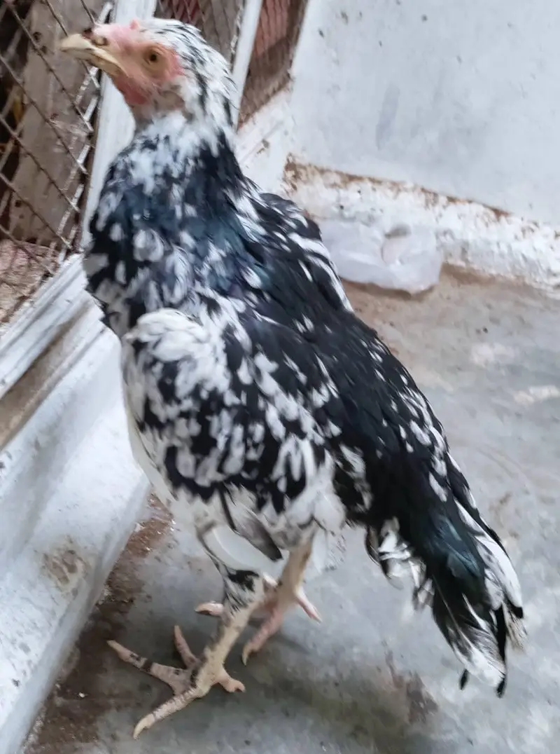 high quality 2 aseel females — photo 3