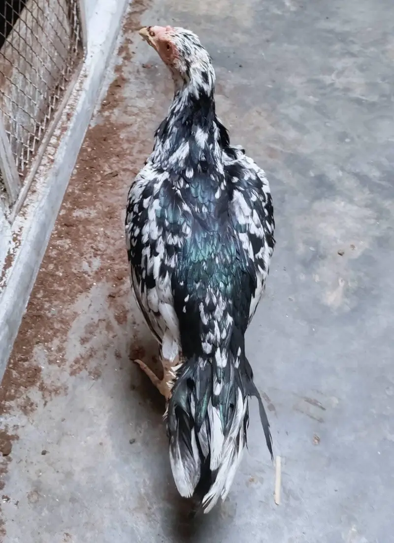 high quality 2 aseel females — photo 4