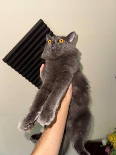 Grey Persian Female - 7 Months