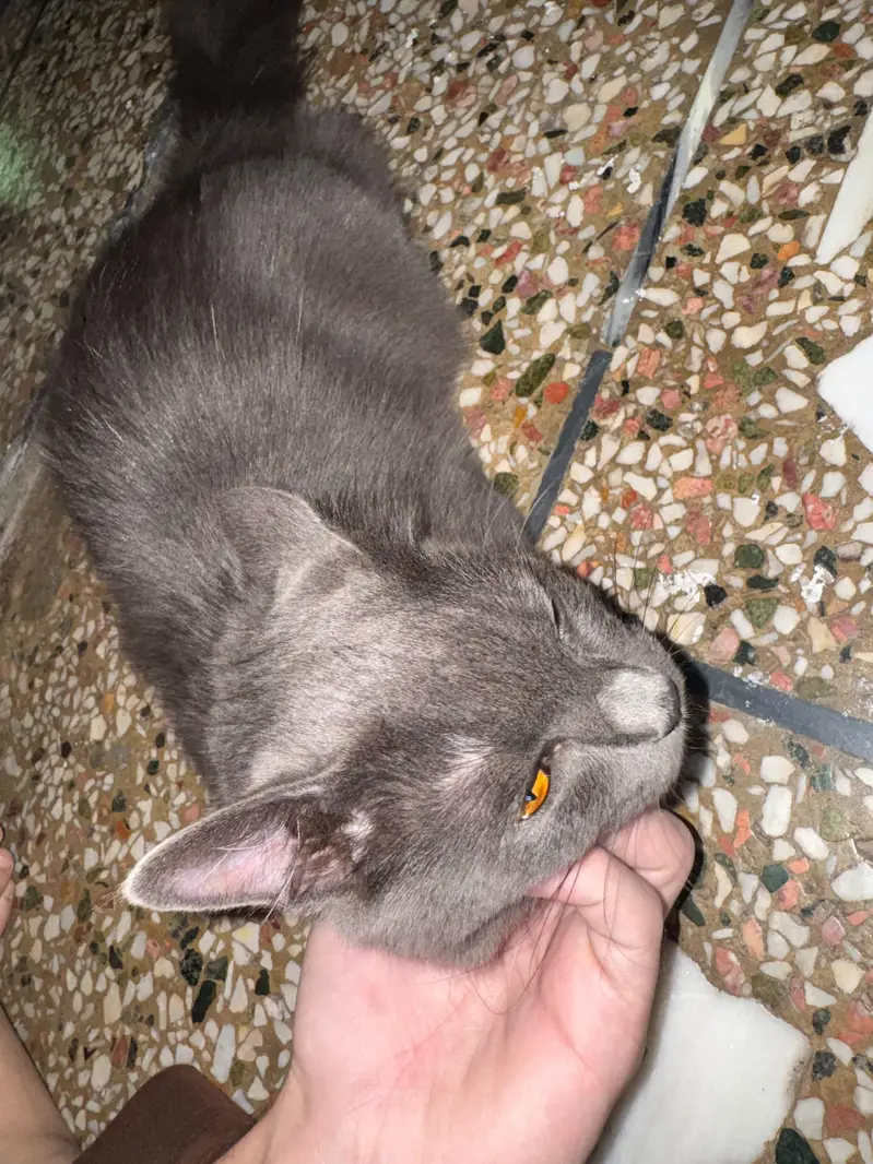 Grey Persian Female - 7 Months — photo 2