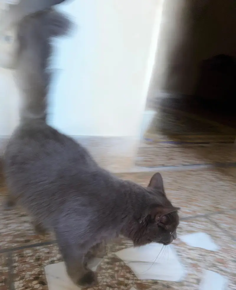 Grey Persian Female - 7 Months — photo 3