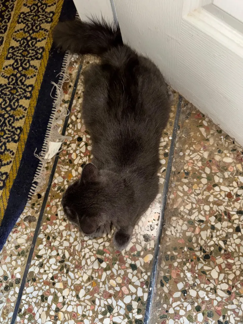 Grey Persian Female - 7 Months — photo 4