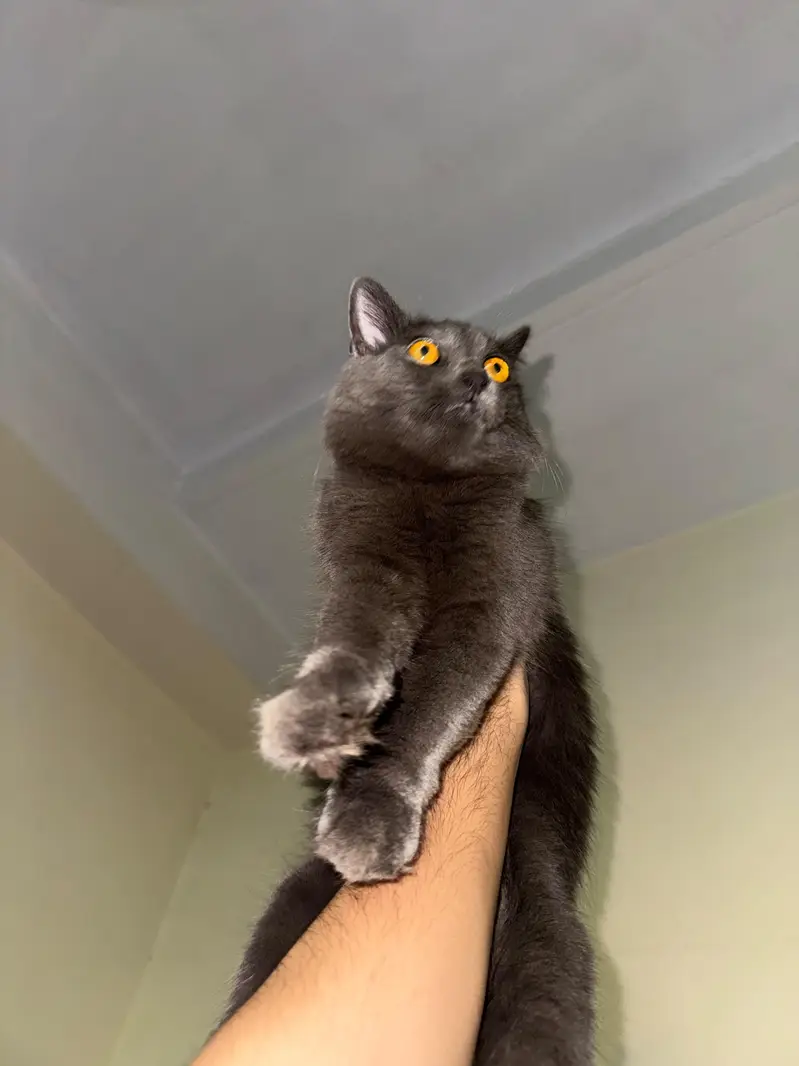 Grey Persian Female - 7 Months — photo 5