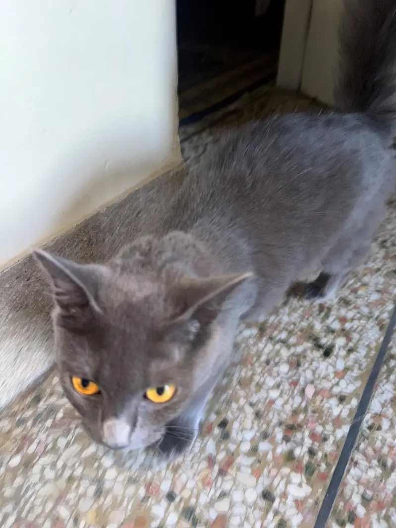 Grey Persian Female - 7 Months — photo 6