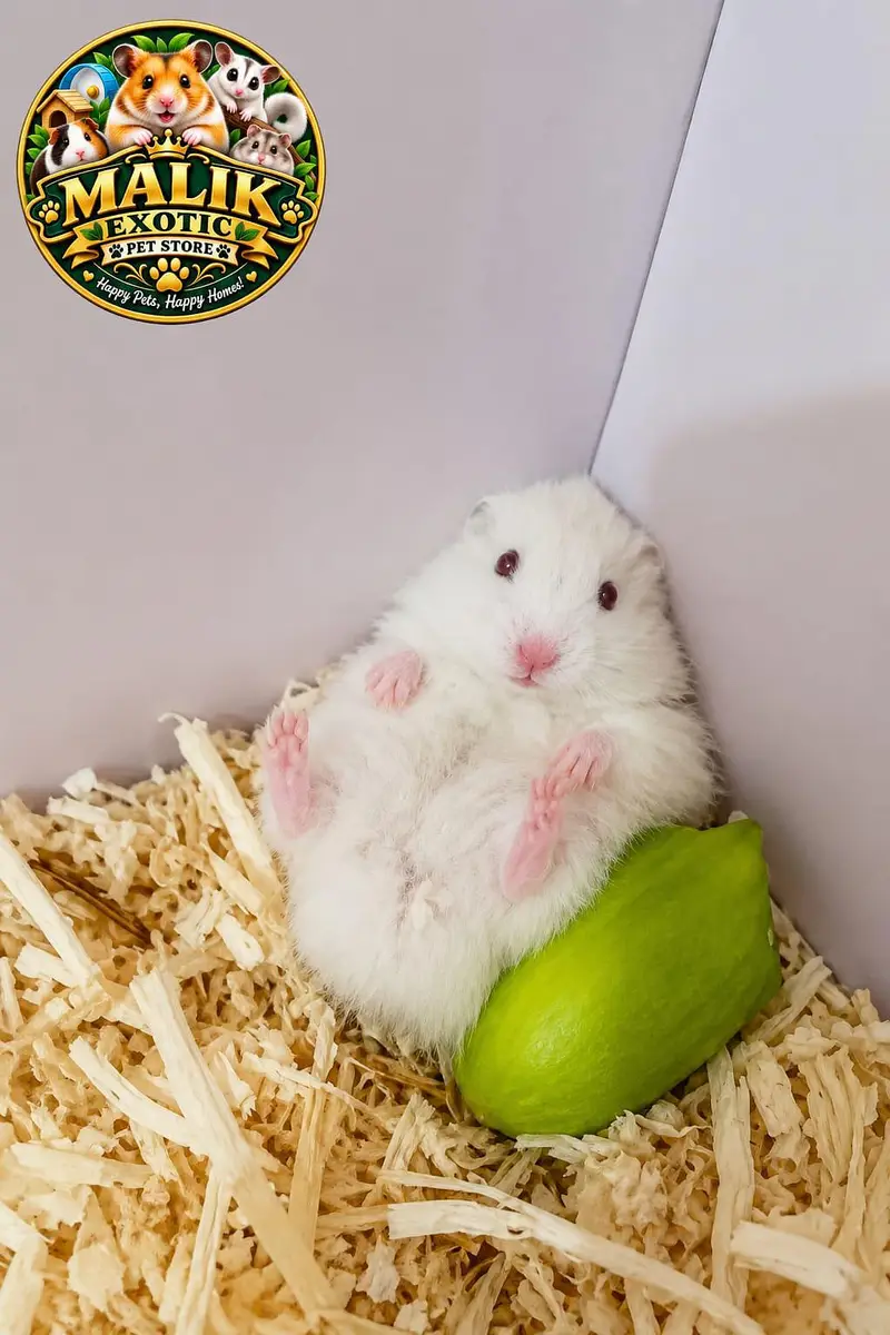 Albino Hamsters
