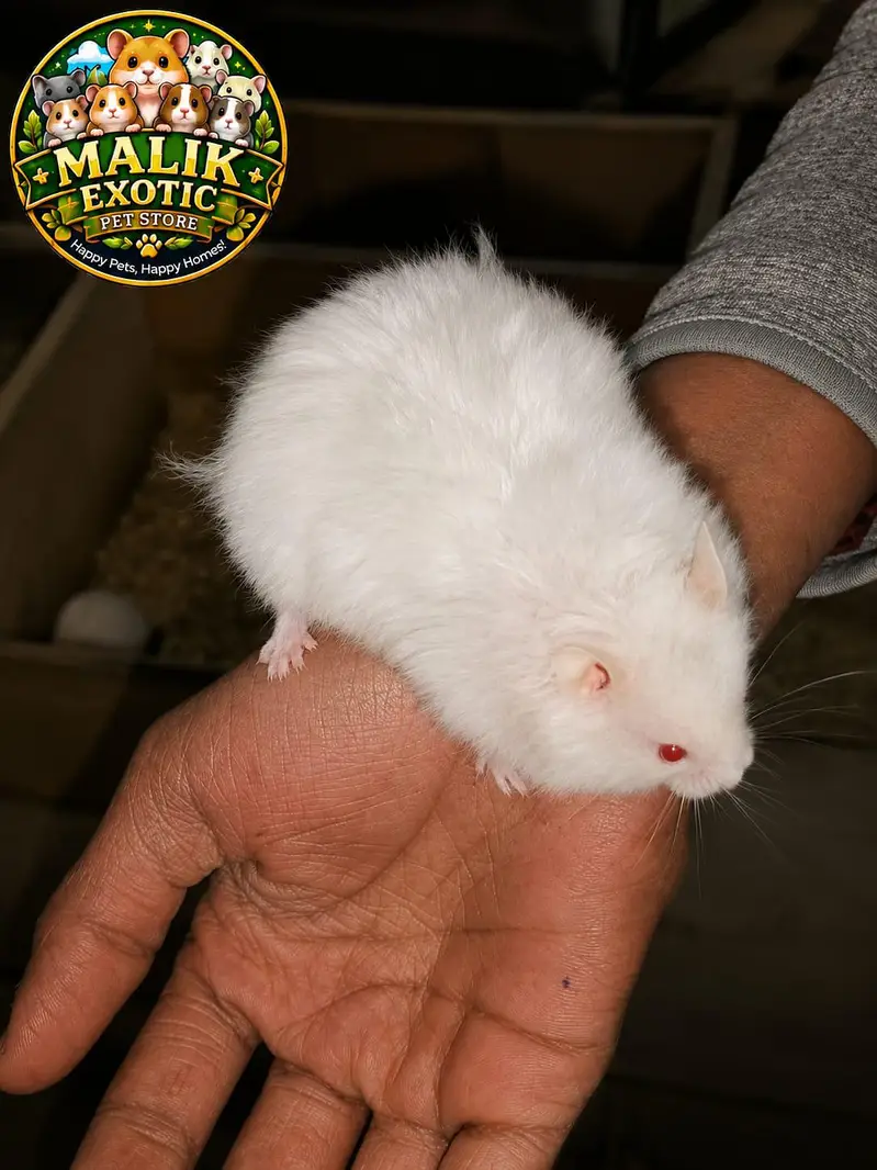 Albino Hamsters — photo 2