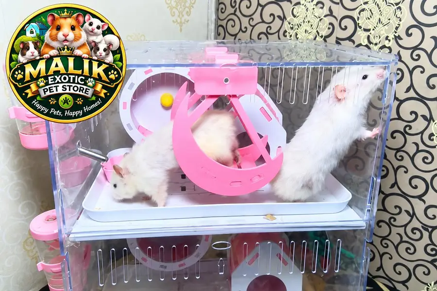 Albino Hamsters — photo 5
