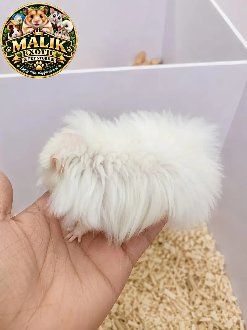 Albino Hamsters — photo 6