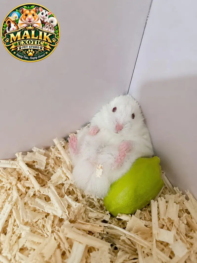 Albino Hamsters — photo 7