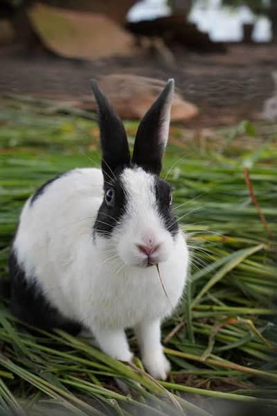 3 Beautiful Female Rabbits (8 Months Old) - Black & White