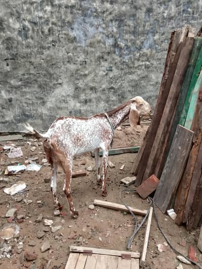 pure makhichini 2 dant goat
