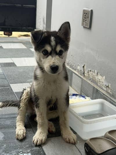 Siberian husky