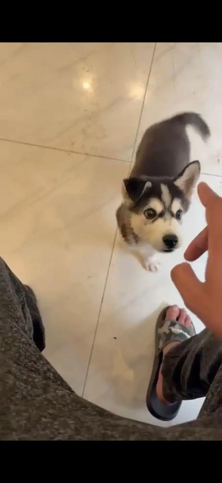 Siberian husky — photo 3