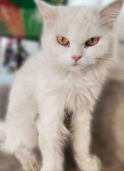 persian white female