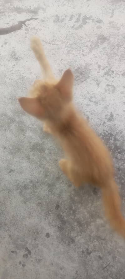 percian cat for sale