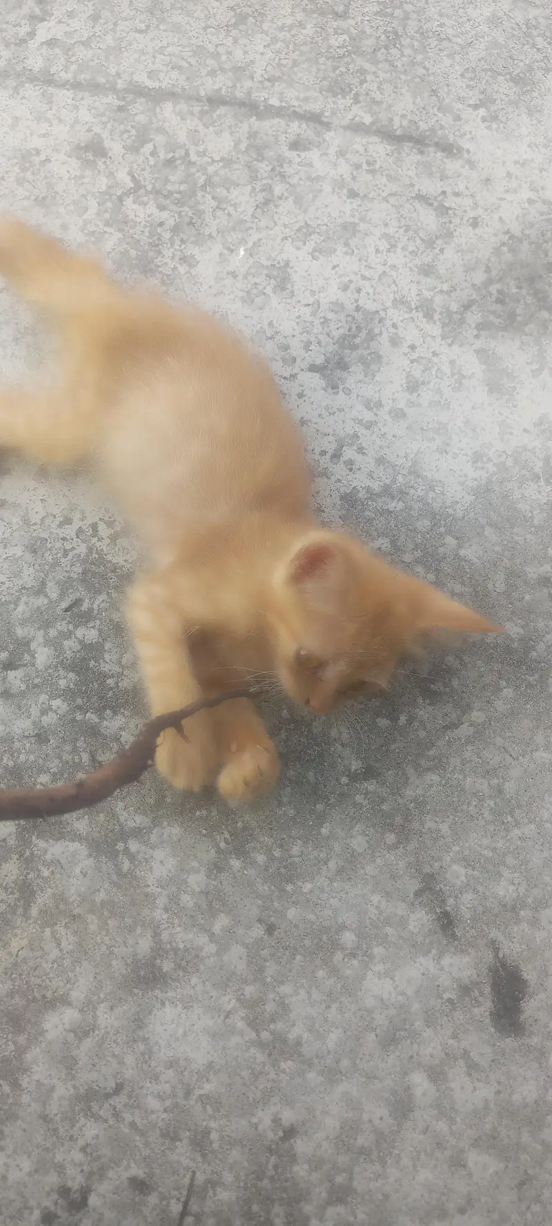 percian cat for sale — photo 2