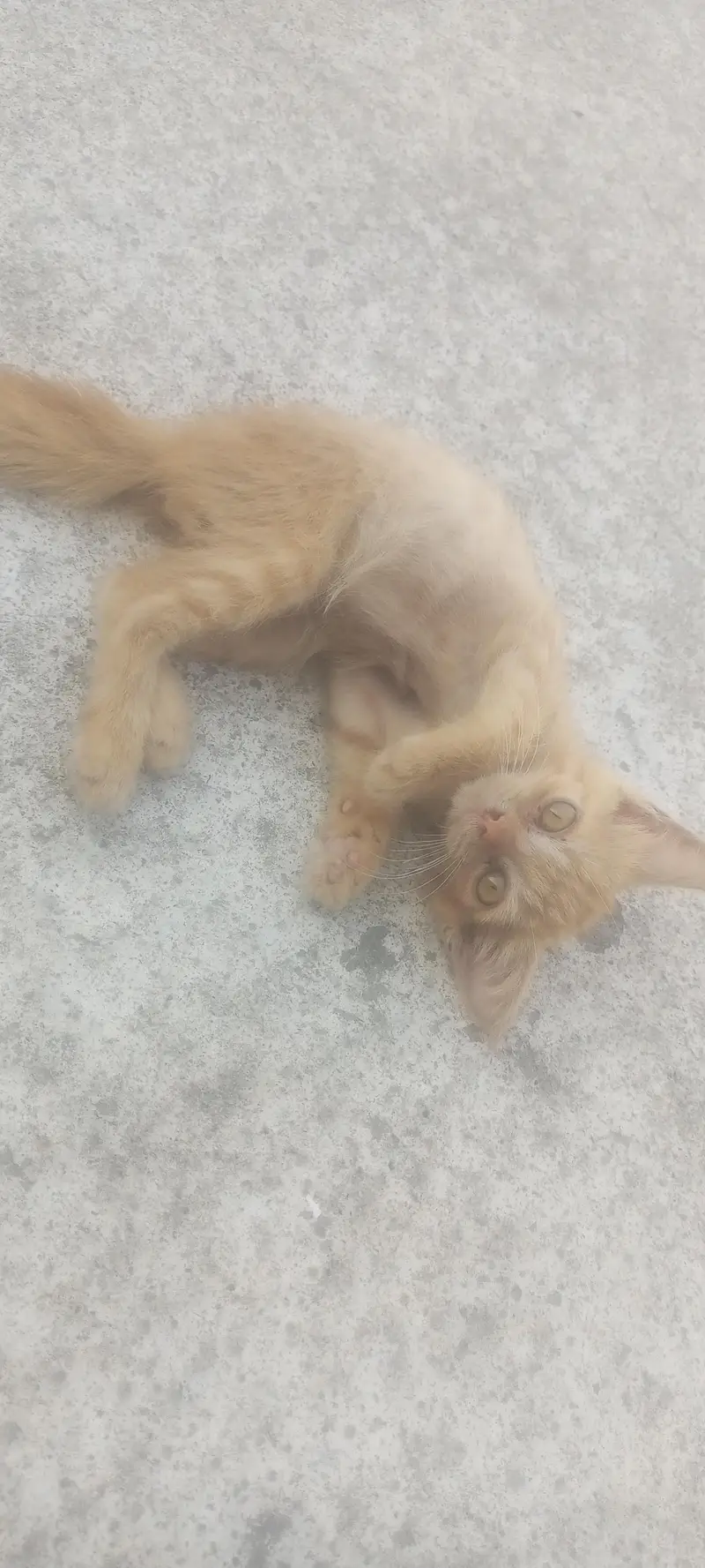 percian cat for sale — photo 3