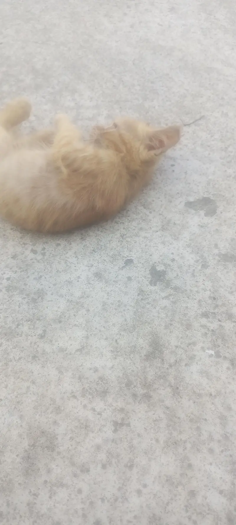 percian cat for sale — photo 4
