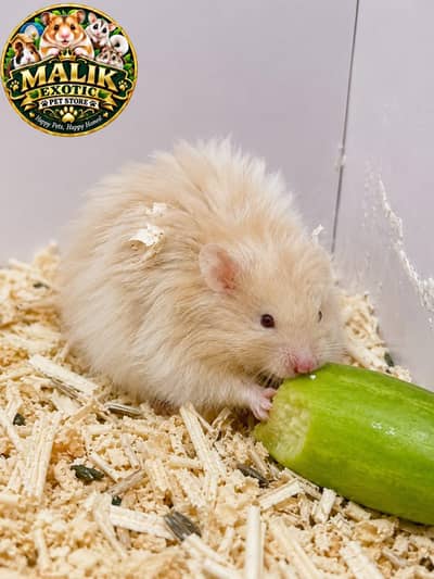 Syrian Long coat Hamsters