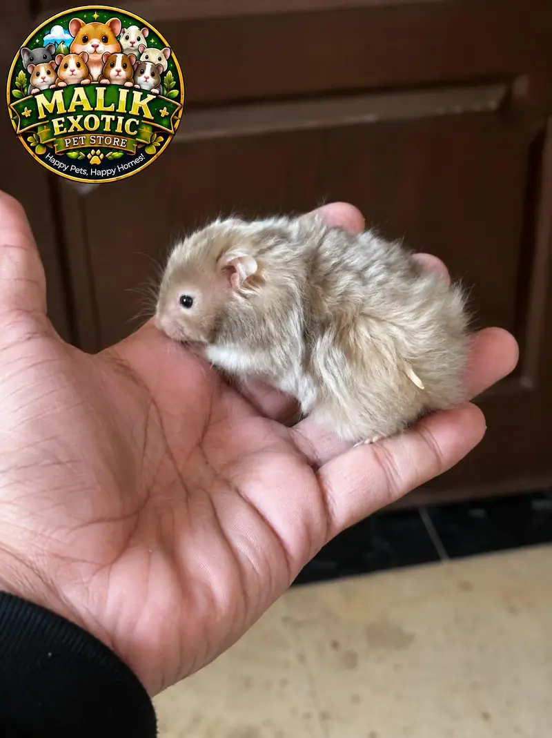 Syrian Long coat Hamsters — photo 5