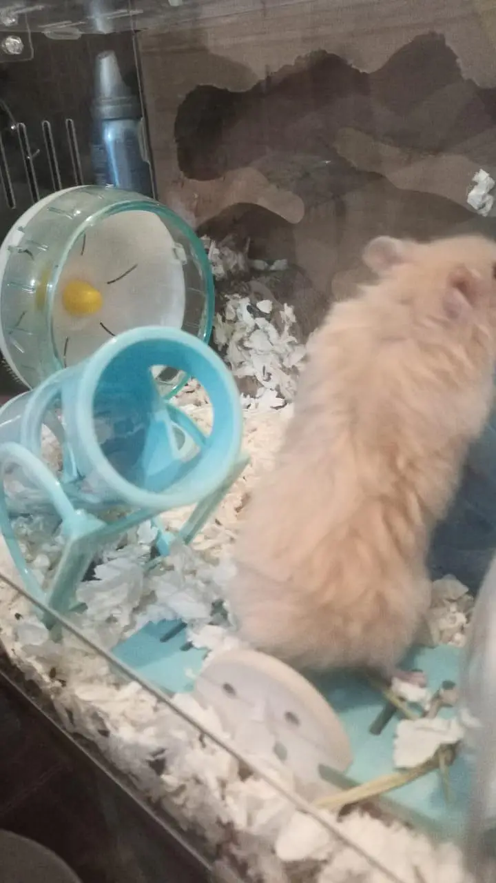 Syrian Long coat Hamsters — photo 7