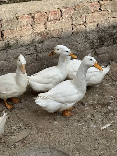 Crested Ducks