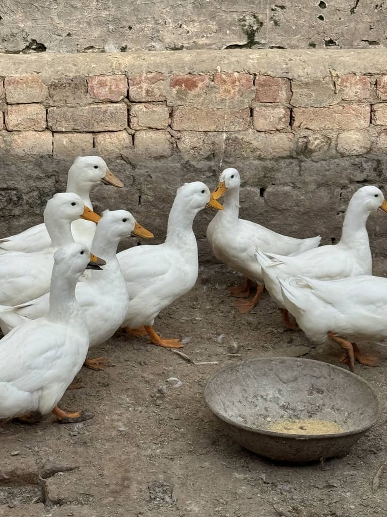 Crested Ducks 1