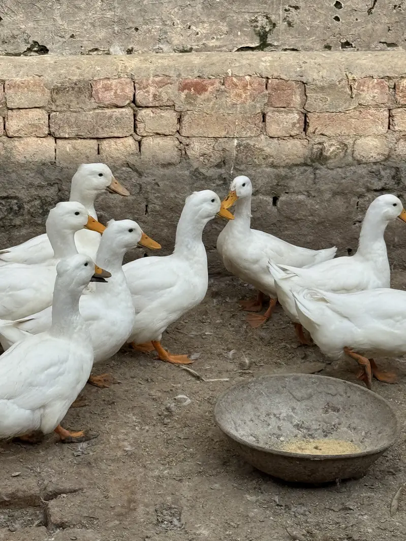 Crested Ducks — photo 2