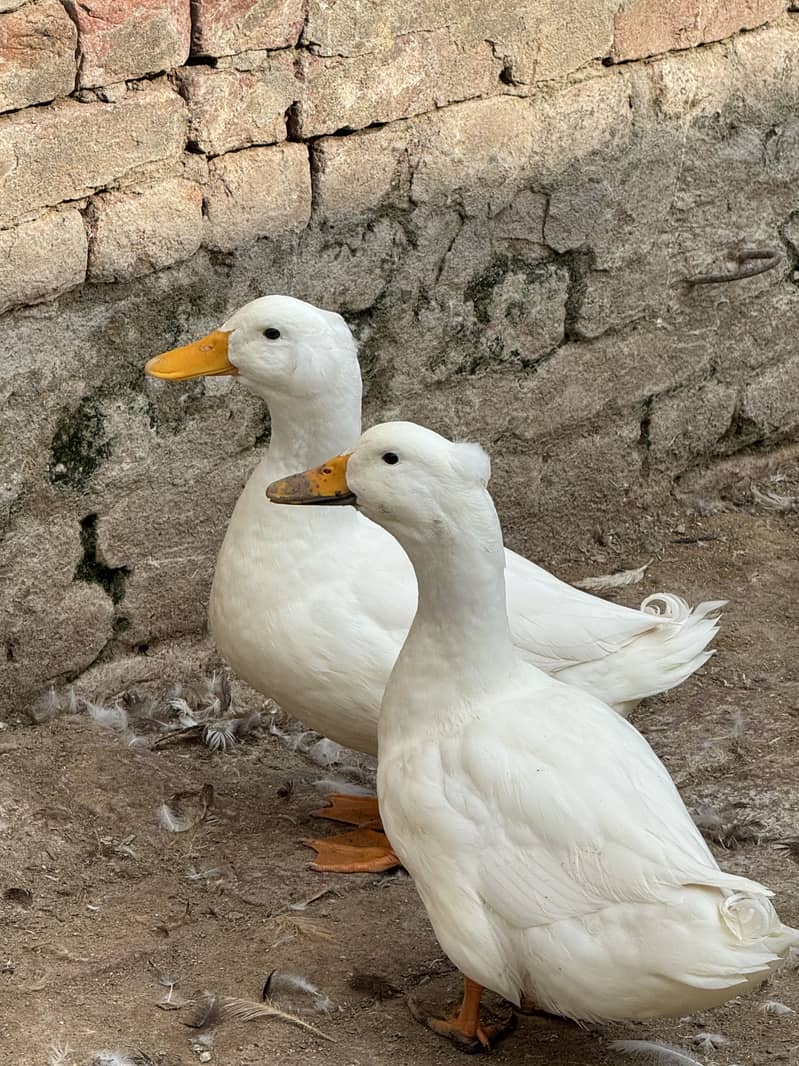 Crested Ducks 2